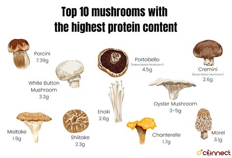 Are Mushrooms High in Protein? Exploring the Nutritional Myths and Realities