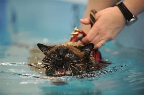 Do Cats Swim in Water, and Why Do They Dream of Flying Fish?