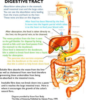 How Long Does Protein Last in Your Body: A Journey Through Digestion and Beyond