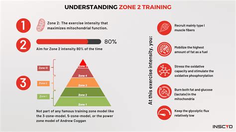 How to Stay in Zone 2 While Running: And Why Your Dog Might Be a Better Runner Than You