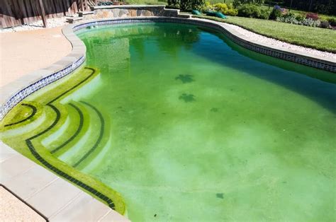 Is It Safe to Swim in a Pool with Algae? And Why Do Frogs Love It So Much?