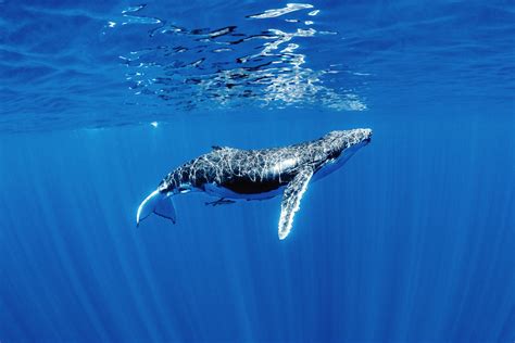 Where to Swim with Humpback Whales: A Dive into the Depths of Imagination and Reality