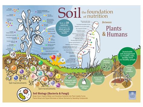 Why Are Healthy Soils Important for the Food Chain: A Deep Dive into the Foundation of Life