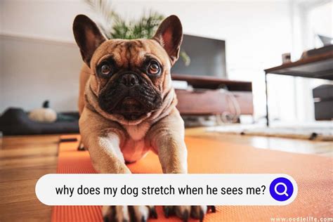 Why Does My Dog Stretch When She Sees Me? And Why Do Cats Always Land on Their Feet?